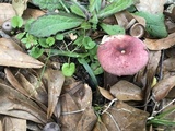 Russula vinacea image