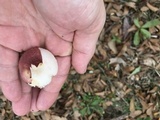 Russula vinacea image