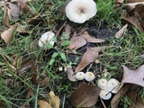 Lentinus tigrinus image