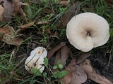 Lentinus tigrinus image