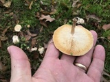 Lentinus tigrinus image