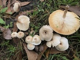 Lentinus tigrinus image