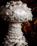 Amanita magniverrucata image