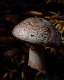 Amanita cruentilemurum image