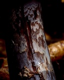 Amanita cruentilemurum image