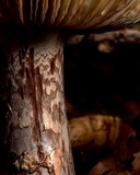 Amanita cruentilemurum image