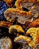 Phellinus gilvus image