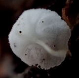 Mycena adscendens image