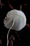 Mycena adscendens image