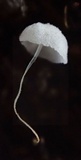 Mycena adscendens image