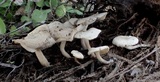 Cuphophyllus virgineus image
