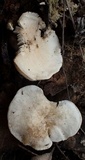 Cuphophyllus virgineus image
