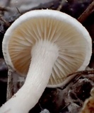 Cuphophyllus virgineus image
