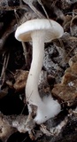 Cuphophyllus virgineus image