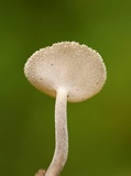 Helvella macropus image