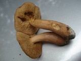 Bothia castanella image
