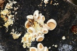 Tapinella panuoides image