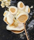 Tapinella panuoides image
