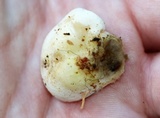 Tapinella panuoides image