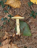 Suillus acidus image