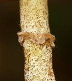 Suillus acidus image
