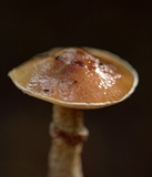 Suillus acidus image