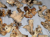 Cantharellus subalbidus image