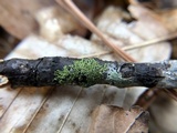Hyperphyscia syncolla image