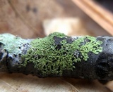 Hyperphyscia syncolla image