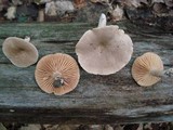 Lactarius marylandicus image
