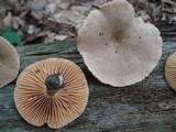 Lactarius marylandicus image