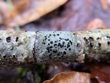 Buellia erubescens image