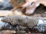 Hydnoporia olivacea image