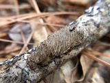Hydnoporia olivacea image