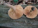Lactarius marylandicus image