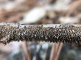Hydnoporia olivacea image