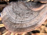 Nigroporus vinosus image