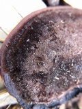 Nigroporus vinosus image