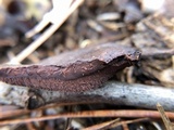 Nigroporus vinosus image