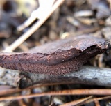 Nigroporus vinosus image