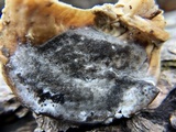 Bjerkandera adusta image