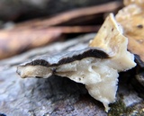 Bjerkandera adusta image