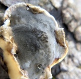 Bjerkandera adusta image