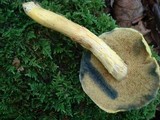 Pulveroboletus ravenelii image