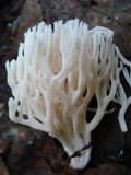 Ramariopsis kunzei image