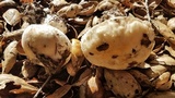 Leucoagaricus amanitoides image