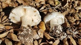 Leucoagaricus amanitoides image