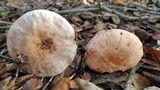 Amanita cruentilemurum image