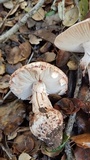 Amanita cruentilemurum image