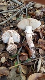 Amanita cruentilemurum image